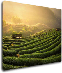 Impresi Tablou Sunrise On The Tea Plantation - 90 x 70 cm