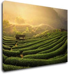 Impresi Tablou Sunrise On The Tea Plantation - 70 x 50 cm