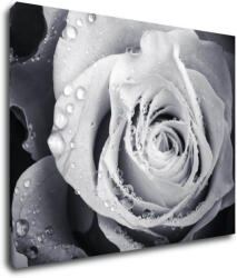 Impresi Tablou Black and white rose with drops of water - 90 x 70 cm
