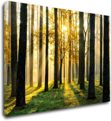 Impresi Tablou Trees and sunshine - 70 x 50 cm