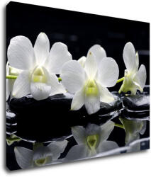Impresi Tablou White orchids black background - 90 x 70 cm