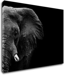Impresi Tablou Elephant black background - 90 x 70 cm