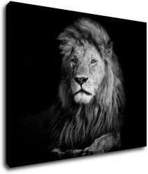 Impresi Tablou Lion black and white - 90 x 70 cm