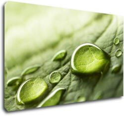 Impresi Tablou Drops of water on the leaf - 50 x 30 cm