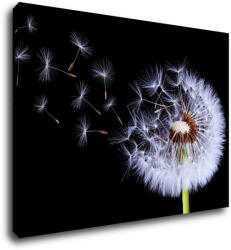 Impresi Tablou Dandelion black and green - 70 x 50 cm