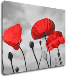 Impresi Tablou Poppy - 90 x 70 cm