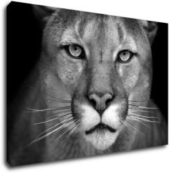 Impresi Tablou Beast - 60 x 40 cm