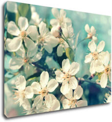 Impresi Tablou Blue background cherry blossom - 70 x 50 cm