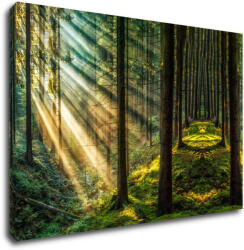 Impresi Tablou Beautiful forest - 90 x 60 cm