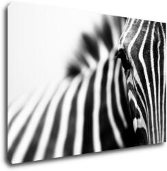 Impresi Tablou Zebra detail - 60 x 40 cm