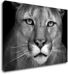 Impresi Tablou Beast - 70 x 50 cm