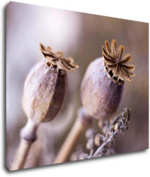 Impresi Tablou Dry Poppy flower - 90 x 70 cm