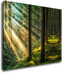Impresi Tablou Beautiful forest - 90 x 70 cm