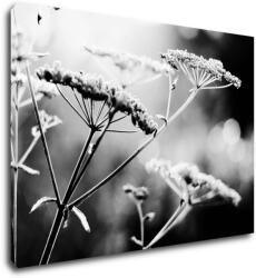 Impresi Tablou Black and white meadow flower - 70 x 50 cm