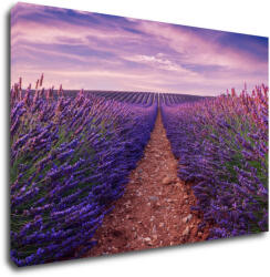 Impresi Tablou Lavender field - 60 x 40 cm