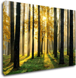 Impresi Tablou Trees and sunshine - 90 x 60 cm