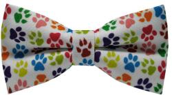 Papionette Papion colorful paws (PRT723)