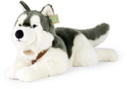 Rappa Câine husky de pluș cu guler culcat 60 cm ECO-FRIENDLY (RP211254)