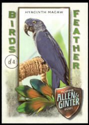 Topps 2021-22 Topps Allen and Ginter Birds of a Feather #BOF-6 Hyacinth Macaw