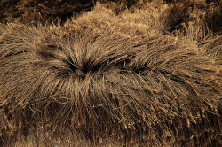 Bakero Shaggy Imola chocolate Szőnyeg (170x240 cm)