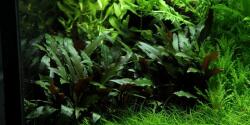 INVITAL Cryptocoryne becketii (Anyám Holland Ø 8 cm)