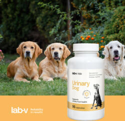 Lab-v LAB-V Urinary Dog - A kutyák húgyúti fertőzésének támogatása 90 kapszula