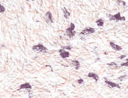 SILKCOAT ТЕЧЕН ТАПЕТ prestige silkcoat 0.750кг 209 (7209)
