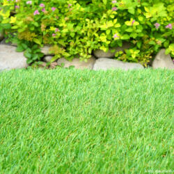  Gazon artificial Lady Green 35 mm (XSGMMD60V15Y2xXLLCM28E3S3)