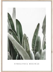 Styler Keretezett poszter 50x70 cm Strelitzia - Styler