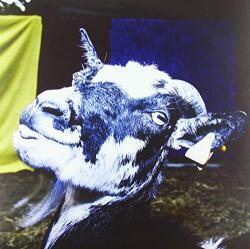 Barely Autumn Day Trip To the Petting Z - facethemusic - 7 190 Ft