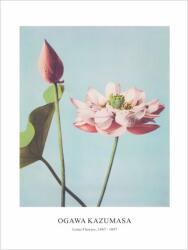  Принт Lotus Flowers, Огава Казумаса - репродукция (Print1069)