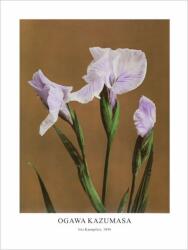  Принт Iris Kæmpferi, Огава Казумаса - репродукция (Print1072)