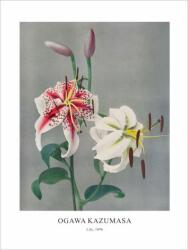  Принт Lily, Огава Казумаса - репродукция (Print1075)