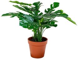 House Nordic művirág cserépben Monstera - többszínű Univerzális méret