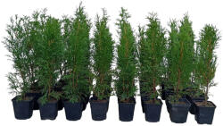 Set 40 Tuia Smaragd, 35-45cm, verde (TSZ40X1)