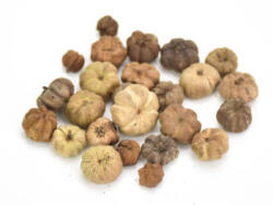  Tökbogyó barna 1*1, 5cm 20/cs 1002_B (1002_B)