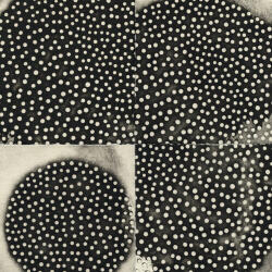 LEIMER, K Proximate Forms