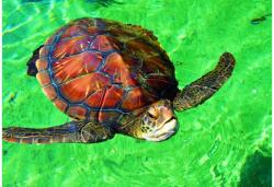 Bluebird Puzzle 90298 - La Réunion - Tortue de Mer - 1000 db-os puzzle (90298)