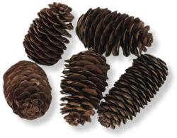 Kínai hosszúkás toboz 5db/csomag