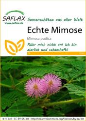 Saflax Valódi mimóza - 1 csomag