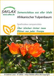 Saflax Afrikai tulipánfa - 1 csomag