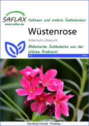 Saflax Sivatagi rózsa - 1 csomag