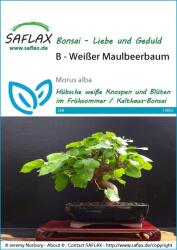 Saflax Bonsai - Fehér eperfa - 1 csomag