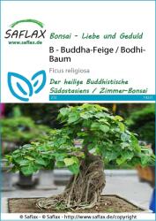 Saflax Bonsai - Bódhifa - 1 csomag