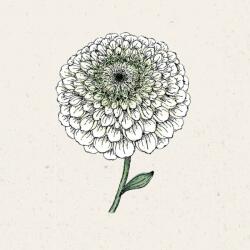 Jora Dahl Benary's Giant White" zinnia - 1 db