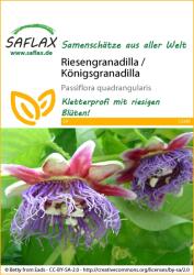 Saflax Óriás golgotavirág - 1 csomag