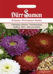 Dürr Samen Óriás kerti őszirózsa - 1 csomag - bloomling - 618 Ft