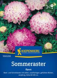 kiepenkerl Opus" őszirózsa - 1 csomag