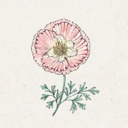 Jora Dahl Thai Silk Apple Blossom" kaliforniai kakukkmák - Eschscholzia californica - 1 csomag