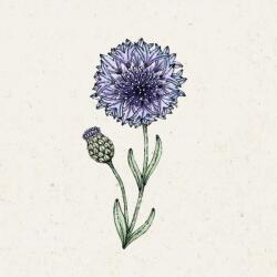 Jora Dahl Classic Fantastic" búzavirág - Centaurea Cyanus - 1 csomag